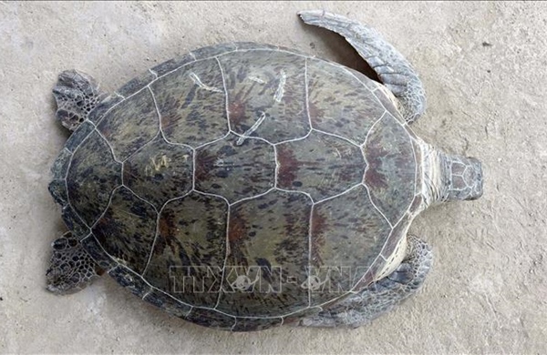 Thả cá thể vích quý hiếm nặng 60 kg về đại dương