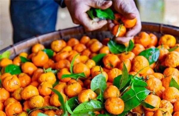 Phát triển sản phẩm có tác dụng chống viêm phổi từ cây Quýt hôi