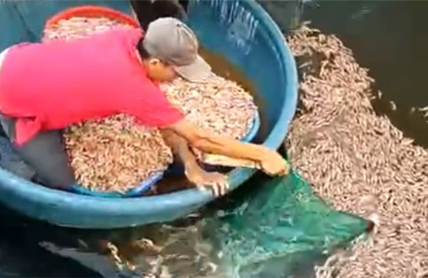 Điều tra vụ hồ tôm của người dân ở Quảng Trị nghi bị đầu độc