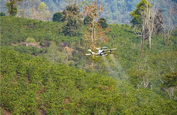Thử nghiệm UAV phun phân bón lá cho cây cà phê trên địa hình đồi núi