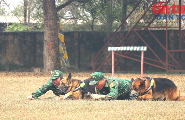 Nơi đào tạo, huấn luyện, sử dụng chó nghiệp vụ phục vụ chiến đấu và cứu nạn