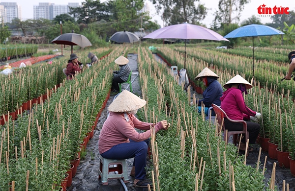 Làng hoa lớn nhất TP Hồ Chí Minh tất bật vào vụ hoa Tết
