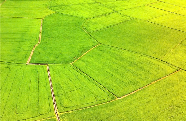 TP Hồ Chí Minh: Du khách đổ về cánh đồng lúa An Nhứt săn ảnh đẹp