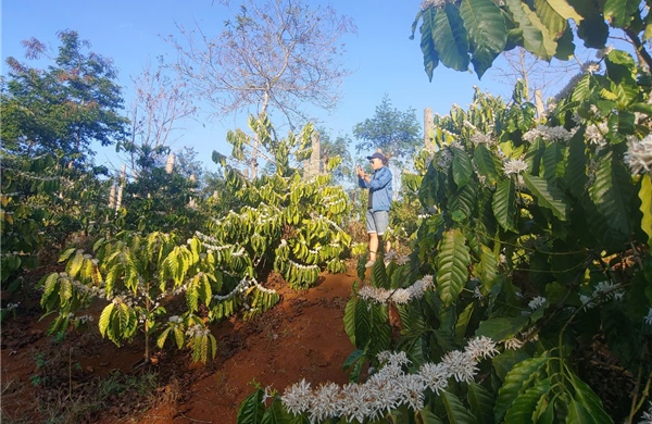 Lâm Đồng lần đầu tiên tổ chức Lễ hội di sản cà phê toàn cầu 2025