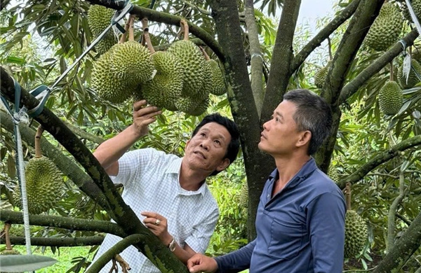 Bảo vệ thương hiệu sầu riêng Việt: Không thể chỉ &#39;cấm&#39; mà phải &#39;dạy cách làm mới&#39;