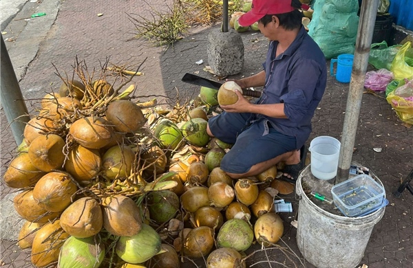 Giá dừa tăng mạnh theo sức nóng thị trường xuất khẩu