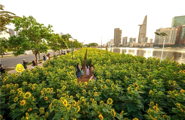 Cánh đồng hoa hướng dương khoe sắc rực rỡ bên bờ sông Sài Gòn