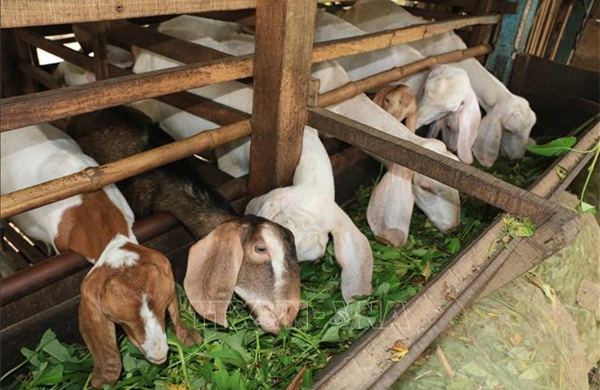 Giá dê thịt tăng, người nuôi yên tâm phát triển đàn