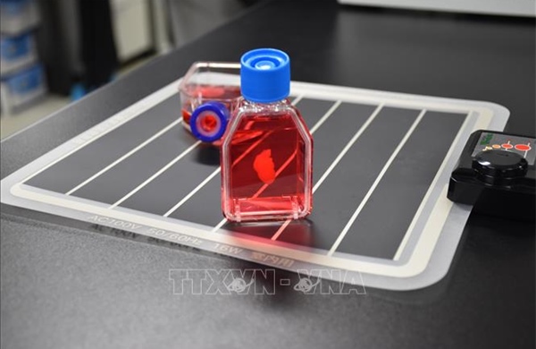 Công bố kết quả nghiên cứu mới về cấy ghép cơ tim từ tế bào iPS