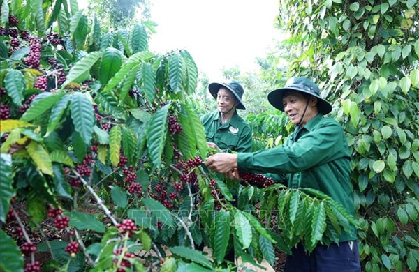 &#39;Tri thức trồng và chế biến cà phê Đắk Lắk&#39; trở thành di sản văn hóa phi vật thể quốc gia