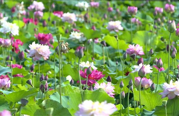 Mở lối phát triển nông nghiệp gắn với du lịch trải nghiệm