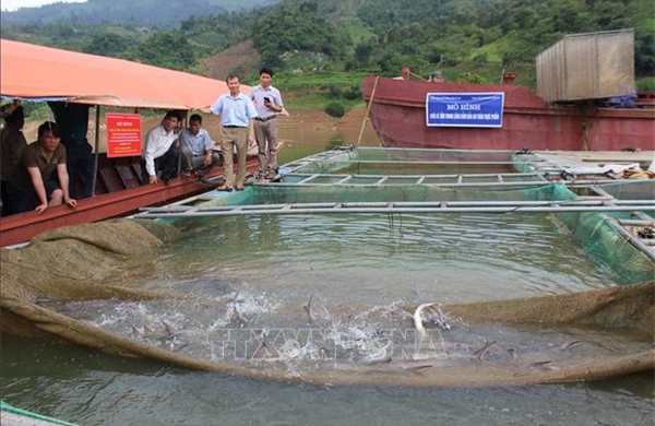 Tạo điều kiện cho nghề nuôi cá nước lạnh có chỗ đứng trên &#39;sân nhà&#39;