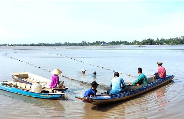 Hiệu quả mô hình nuôi cá đăng quầng trên ruộng lúa ở An Giang