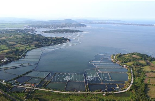 Phủ xanh rừng ngập mặn, phục hồi hệ sinh thái đầm Ô Loan (Đắk Lắk)