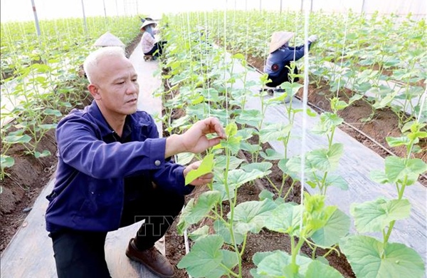 Vượt qua thất bại, trở thành mô hình nông nghiệp kiểu mẫu