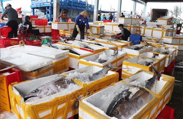 Ngư dân trúng đậm chuyến biển đầu năm