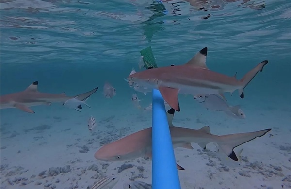 Vịnh Maya - Thiên đường sống của cá mập vây đen