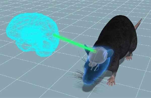 Lần đầu phục hồi não chuột đông lạnh, hướng tới công nghệ 'ngủ đông' cho con người