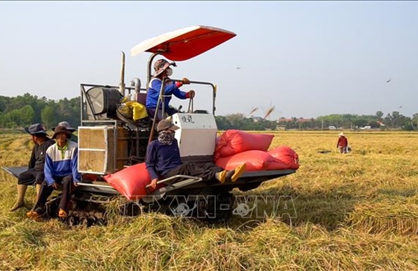 Liên kết chuỗi, nâng tầm giá trị nông sản