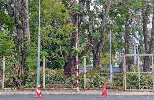 Cần Thơ di dời cây xanh lấy mặt bằng thi công thư viện thành phố