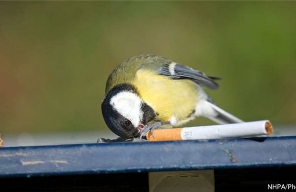 Bất ngờ chim sẻ nhặt tàn thuốc lá lót tổ để chống ký sinh trùng