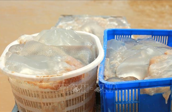 Ngư dân 'trúng vụ' khai thác sứa biển