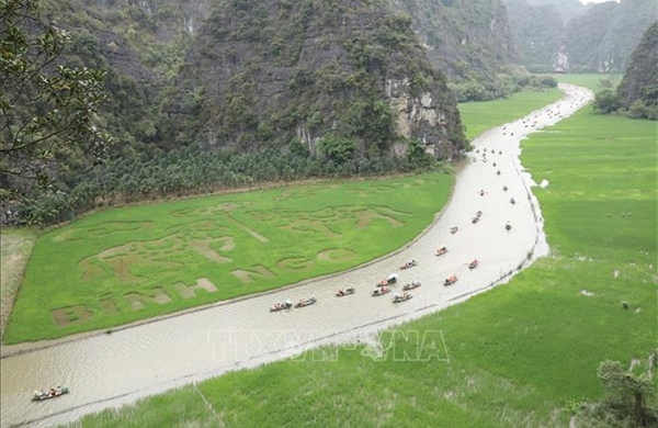 Dệt bức tranh khổ lớn bằng lúa giữa muôn trùng núi non