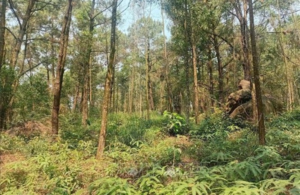 Thanh Hóa phòng chống cháy rừng mùa cao điểm tại các khu du lịch 