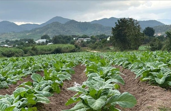 'Đánh thức' tiềm năng đất đai