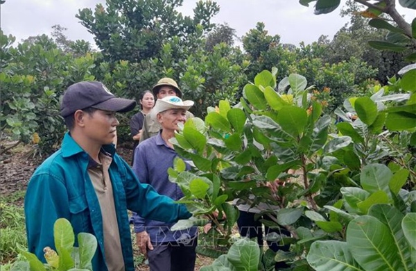 Phát triển vùng sản xuất nông nghiệp hàng hóa tập trung