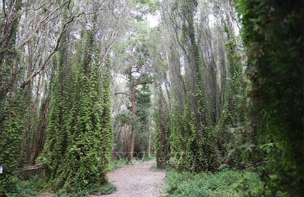 TP Hồ Chí Minh bảo tồn hệ sinh thái rừng đặc thù sau hợp nhất không gian sinh thái