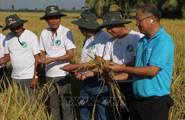 Hai trụ cột để Cần Thơ đạt 170 nghìn ha lúa phát thải thấp - Bài 2: Chìa khóa để nhân rộng