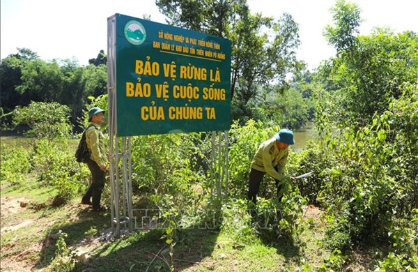 Biến 'bể chứa carbon' thành động lực giữ rừng, phát triển sinh kế