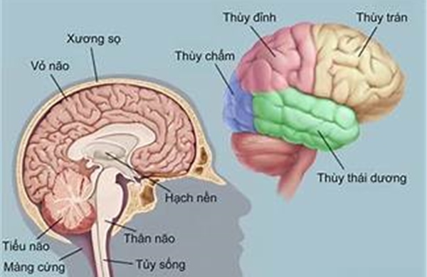 Tiềm năng mới trong điều trị ung thư thần kinh nguyên bào ở trẻ em