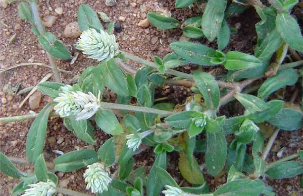 Sản phẩm khoa học mới giúp hỗ trợ điều trị bệnh gút