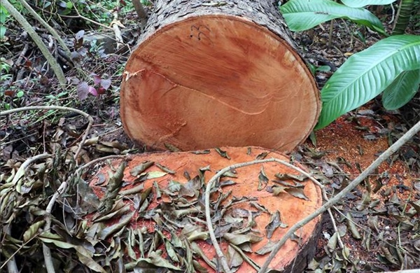 Điều tra vụ việc nhiều cây xanh bị đốn hạ trái phép tại khu văn hóa Hồ Nước Ngọt