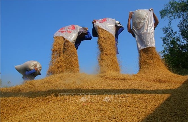 Vòng đời hạt lúa Đồng bằng sông Cửu Long