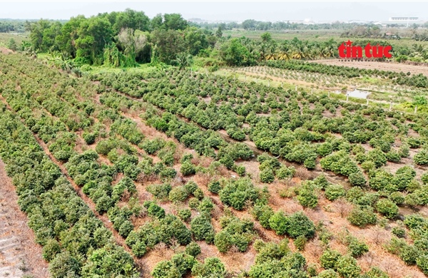 TP Hồ Chí Minh xây dựng hệ số điều chỉnh giá đất áp dụng từ 1/7