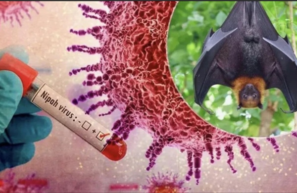 Chuyên gia: Người dân cần bình tĩnh, hiểu biết để phòng bệnh do virus Nipah 