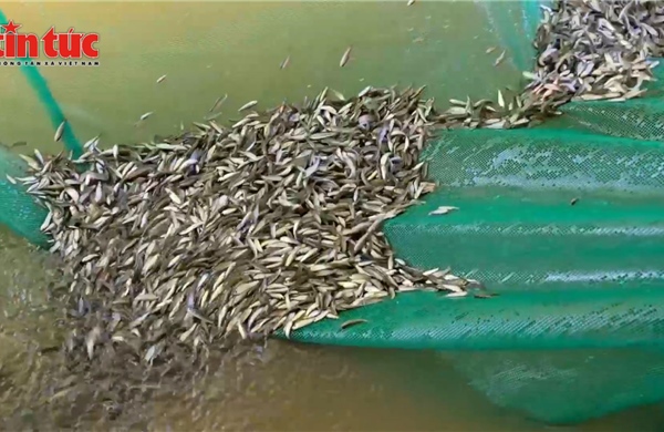 Rộn ràng mùa cá linh non đầu mùa tại vùng biên giới An Giang