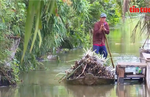 Nông dân Cần Thơ lãi cao gấp 3 lần nhờ trồng mía bán ép nước giải khát