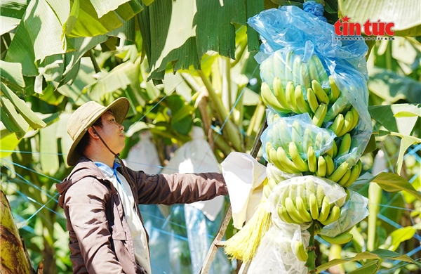 Giải pháp nào cho ngành chuối Việt Nam trước dịch bệnh nguy hiểm?