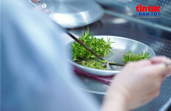 Hợp tác xã chủ động nguồn giống dứa MD2 bằng công nghệ nuôi cấy mô