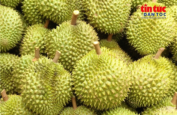 Xuất khẩu sầu riêng hướng tới mục tiêu vượt mốc 4 tỷ USD