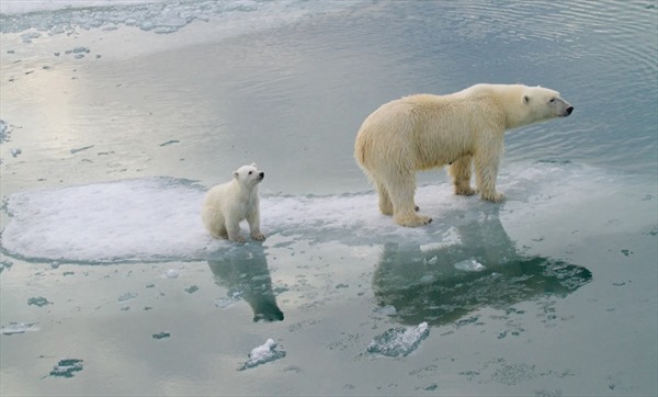 Lời cảnh tỉnh cho nhân loại từ số phận mong manh của loài gấu Bắc Cực 