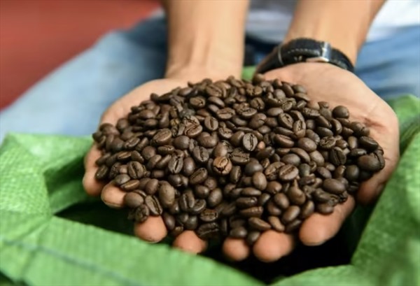 AFP phản ánh về tâm huyết của người nông dân Việt Nam với cà phê robusta