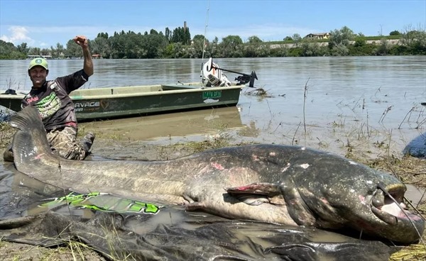 Video &#39;thủy quái&#39; cá da trơn bị bắt tại Italy