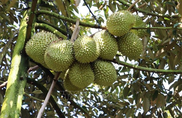 Malaysia quảng bá thế hệ sầu riêng mới &#39;kế nghiệp&#39; Musang King