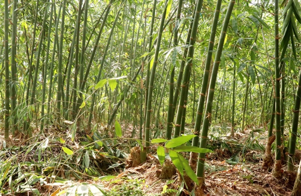 Các nhà khoa học Ấn Độ nghiên cứu tiềm năng dùng tre để sản xuất ô tô