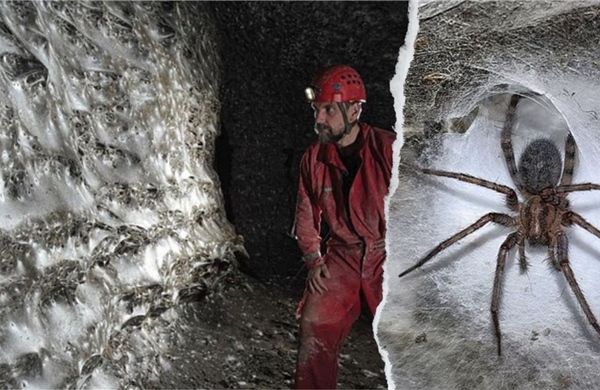 Phát hiện mạng nhện lớn nhất thế giới, có hơn 110.000 con